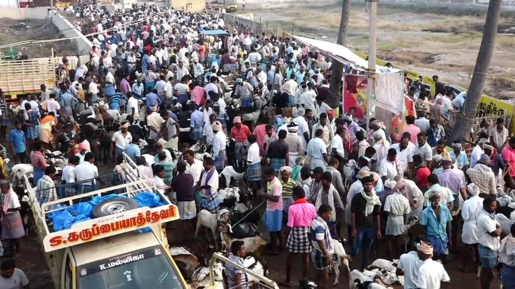  Goats sales for Rs 5 crore for Pongal Festival .. !!!!
